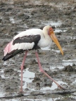 Painted-Stork-2.JPG (127 KB)